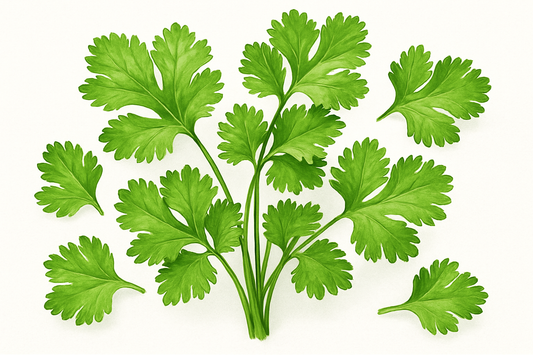 coriander leaves